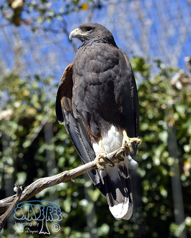 Harris's Hawk - Parabuteo unicinctus
