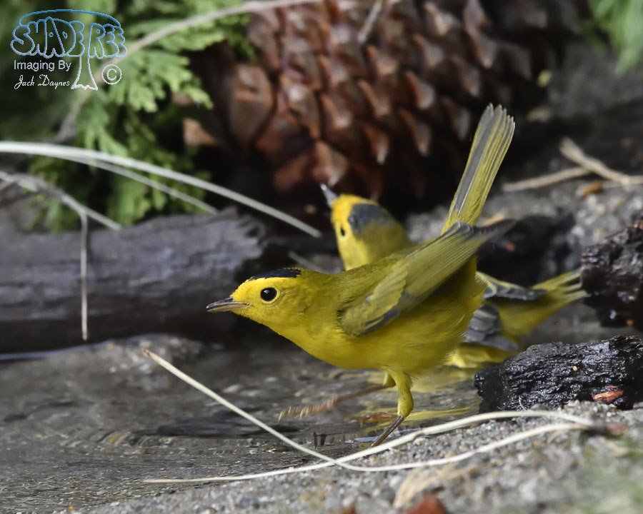 Wilson's Warbler - Cardellina pusilla