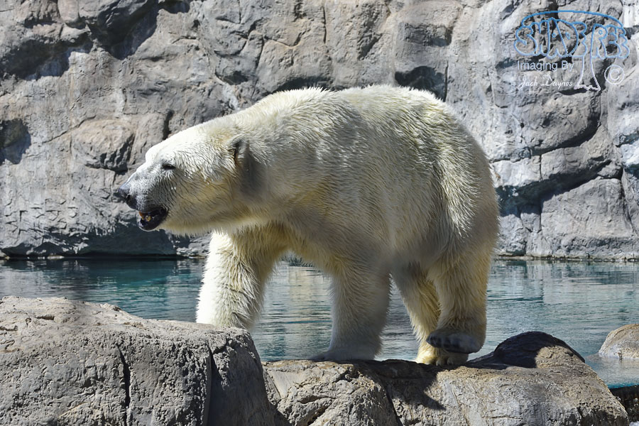 Polar Bear - Ursus maritimus