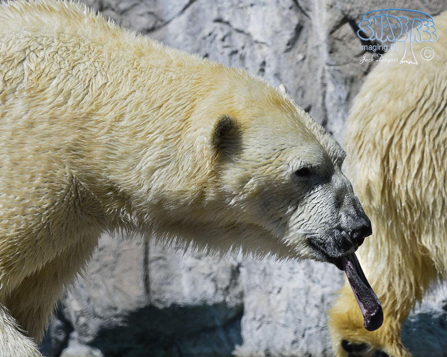 Polar Bear - Ursus maritimus