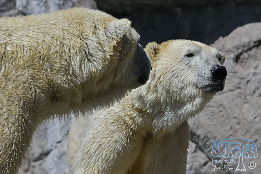 Polar Bear - Ursus maritimus
