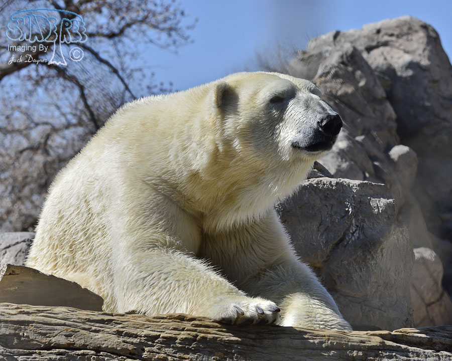 Polar Bear - Ursus maritimus