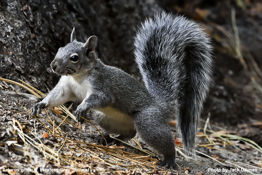 Western Gray Squirrel - Sciurus griseus