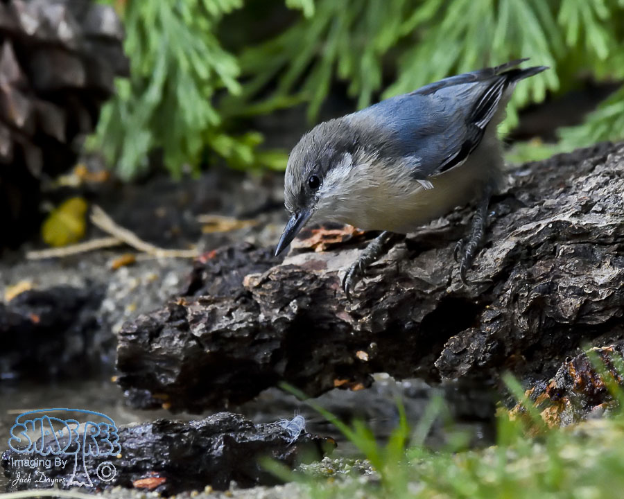 Pygmy Nuthatch - Sitta pygmaea