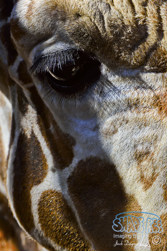 Giraffe - Giraffa camelopardalis