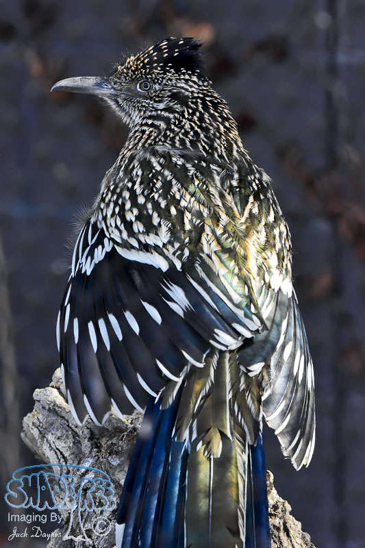 Greater Roadrunner - Geococcyx californianus