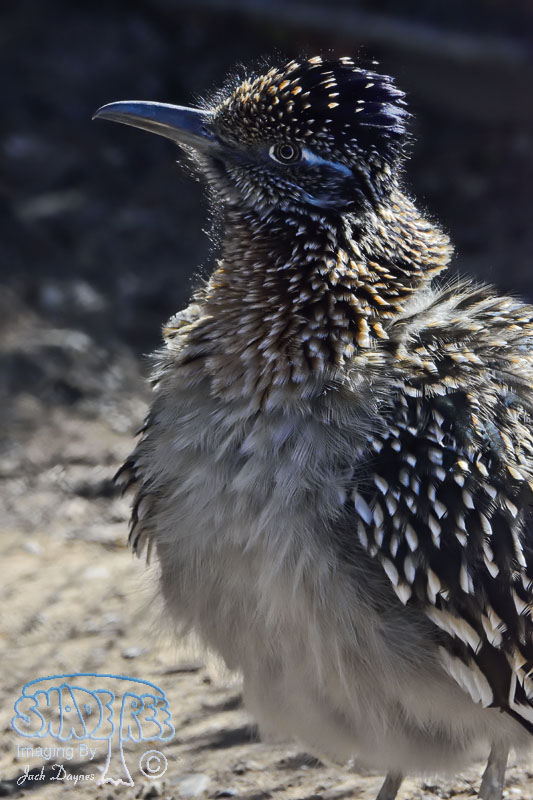 Greater Roadrunner - Geococcyx californianus