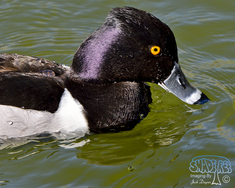 Ring-Necked Duck - Aythya collaris