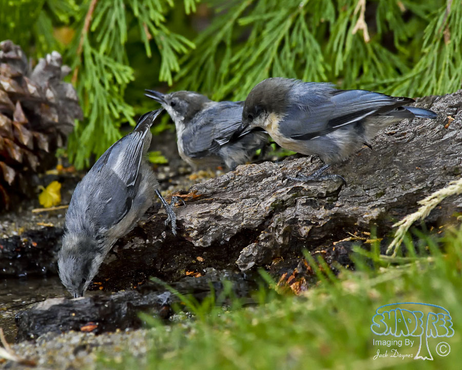 Pygmy Nuthatch - Sitta pygmaea