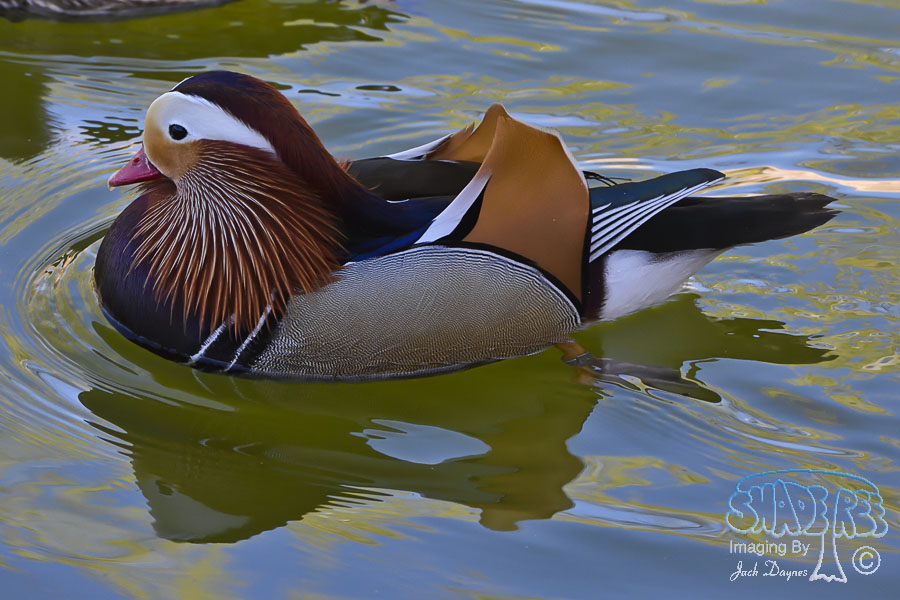 Mandarin Duck - Aix galericulata