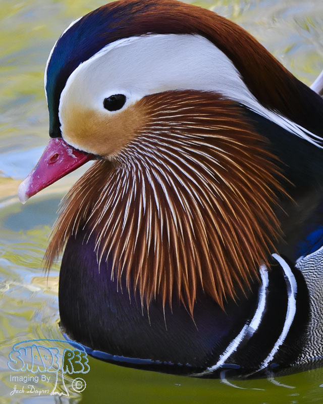 Mandarin Duck - Aix galericulata