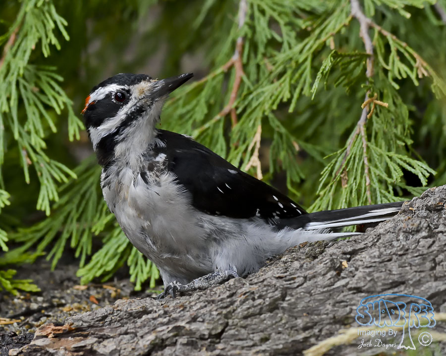 Hairy Woodpecker - Leuconotopicus villosus