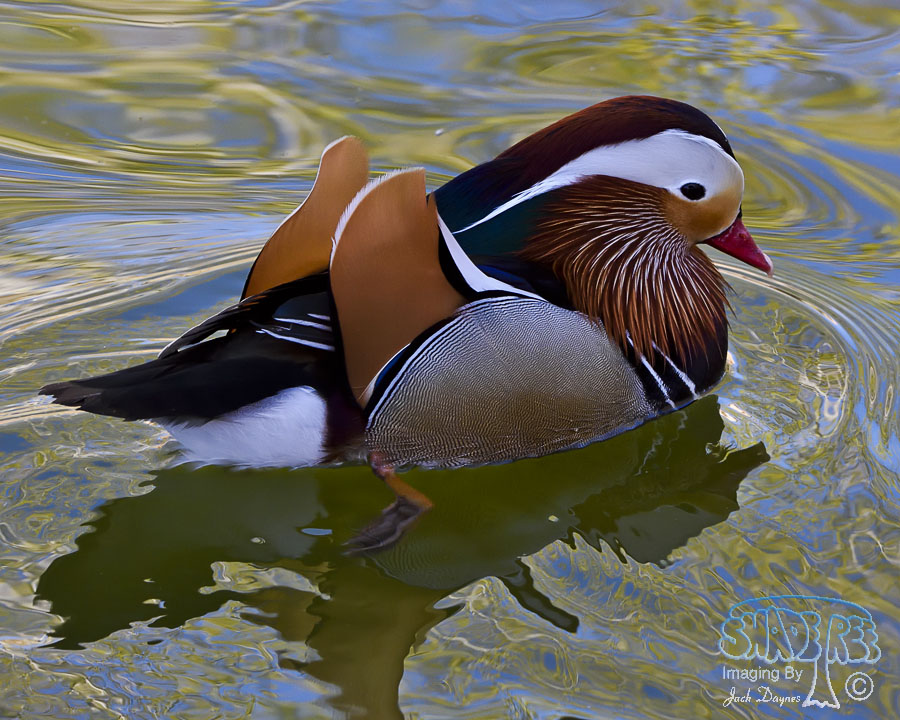Mandarin Duck - Aix galericulata