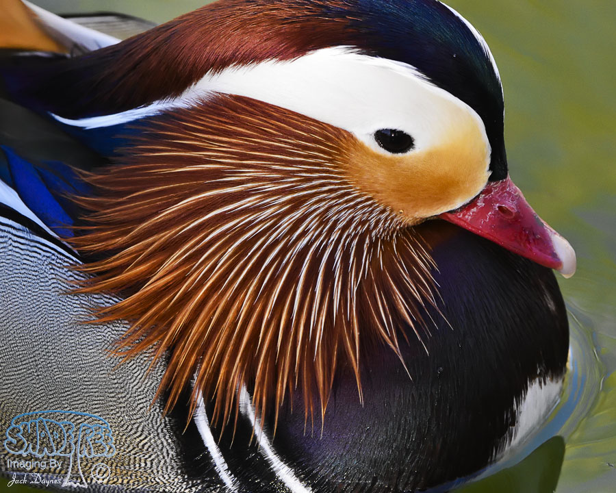 Mandarin Duck - Aix galericulata