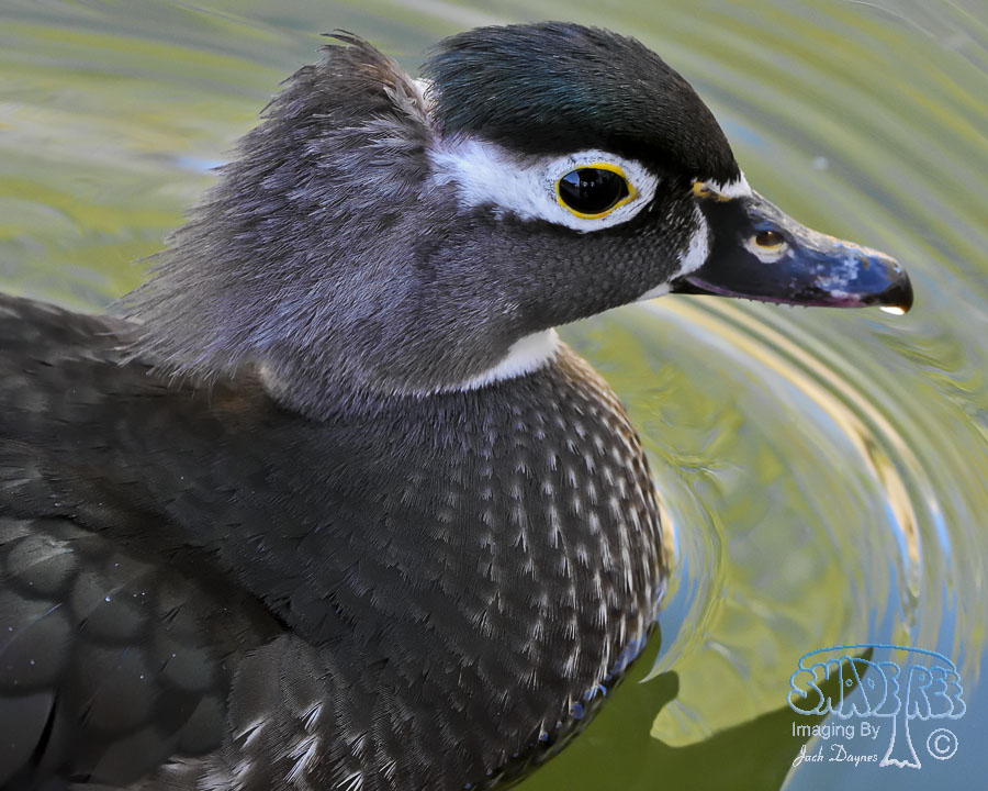 Mandarin Duck - Aix galericulata
