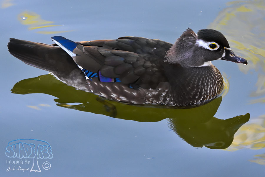 Mandarin Duck - Aix galericulata