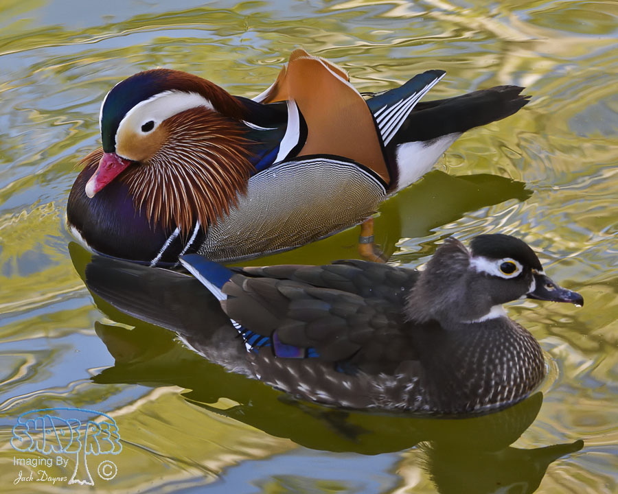 Mandarin Duck - Aix galericulata