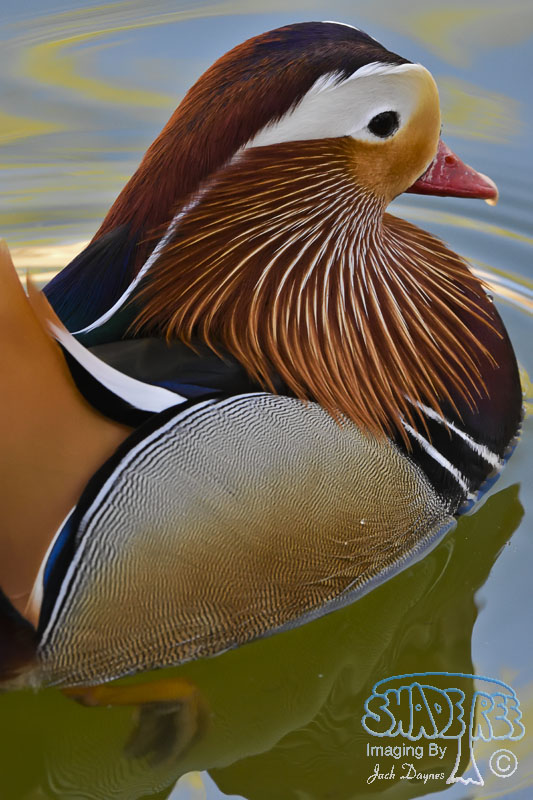 Mandarin Duck - Aix galericulata