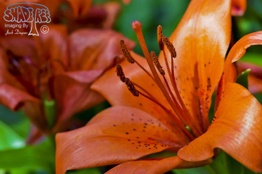 Lily - Unknown