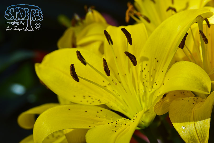 Lily - Unknown