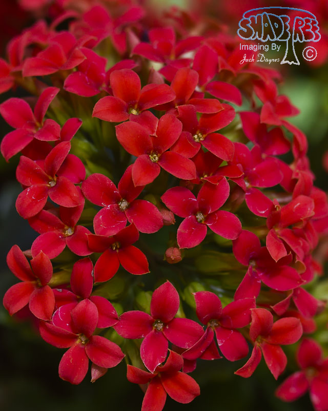 Flower - Unknown