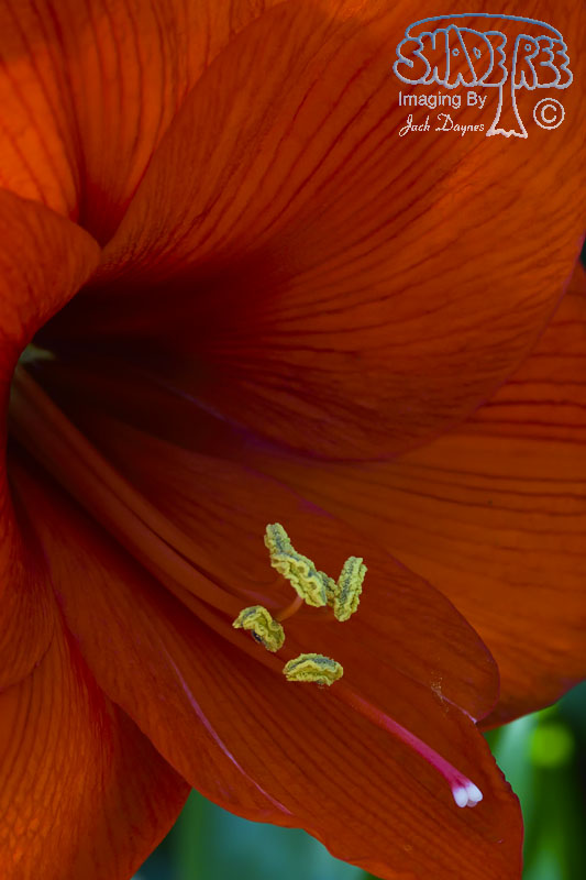 Amaryllis - Unknown
