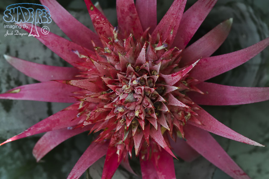 Bromeliad - Unknown