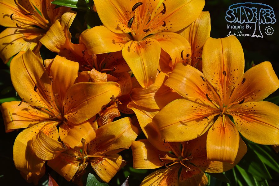 Lily - Unknown