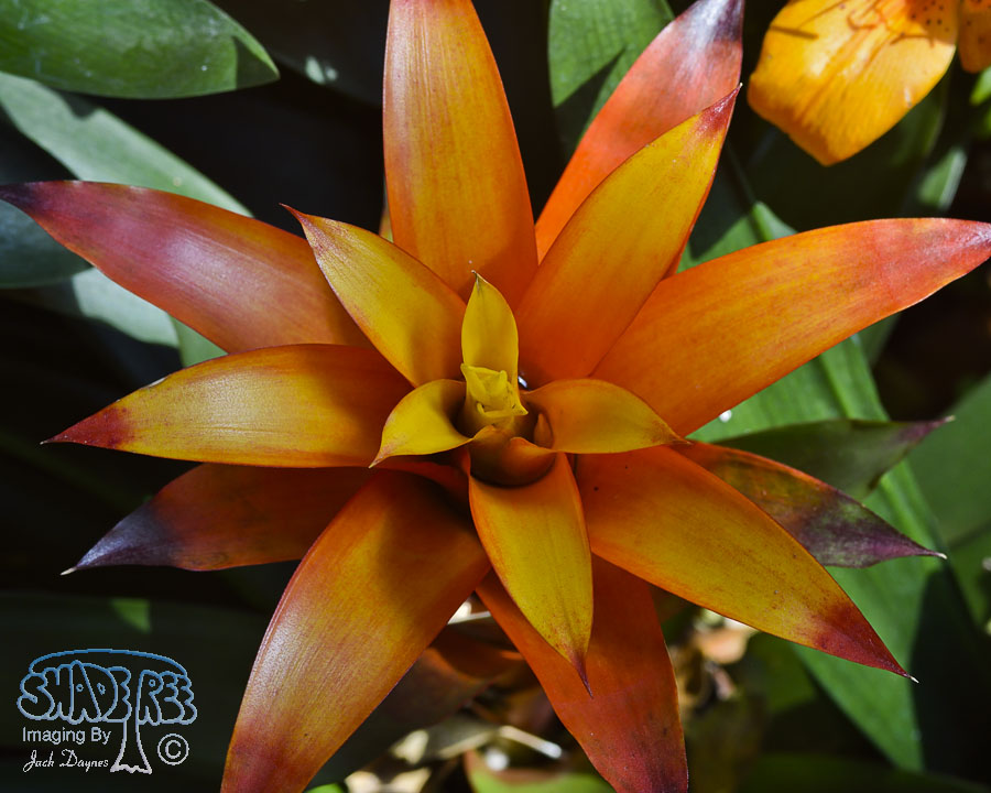 Bromeliad - Unknown