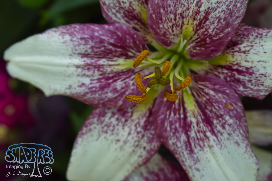 Lily - Unknown