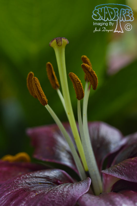 Lily - Unknown