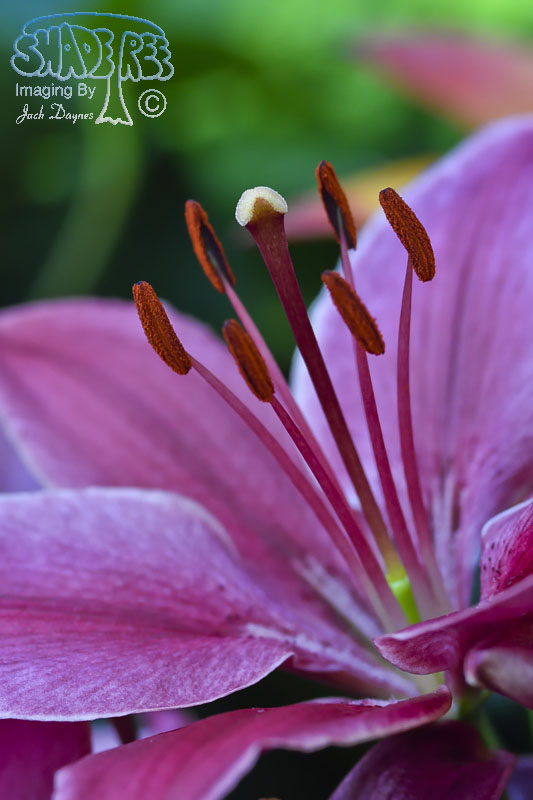 Lily - Unknown