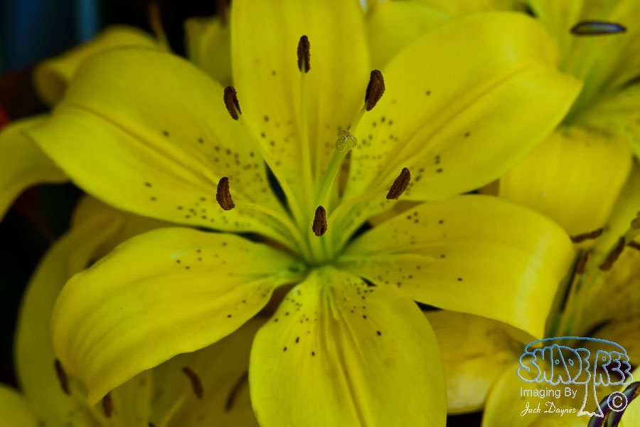 Lily - Unknown