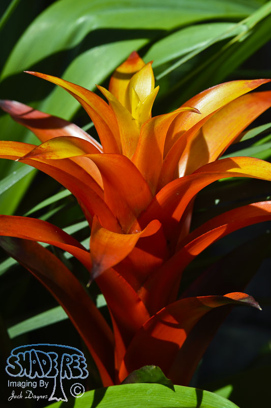 Bromeliad - Unknown