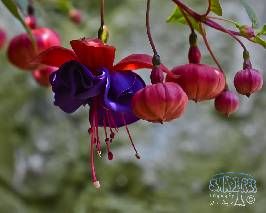 Fuschia - Unknown
