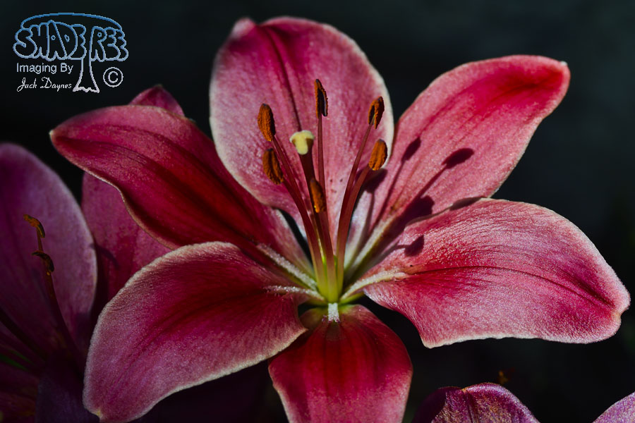 Lily - Unknown