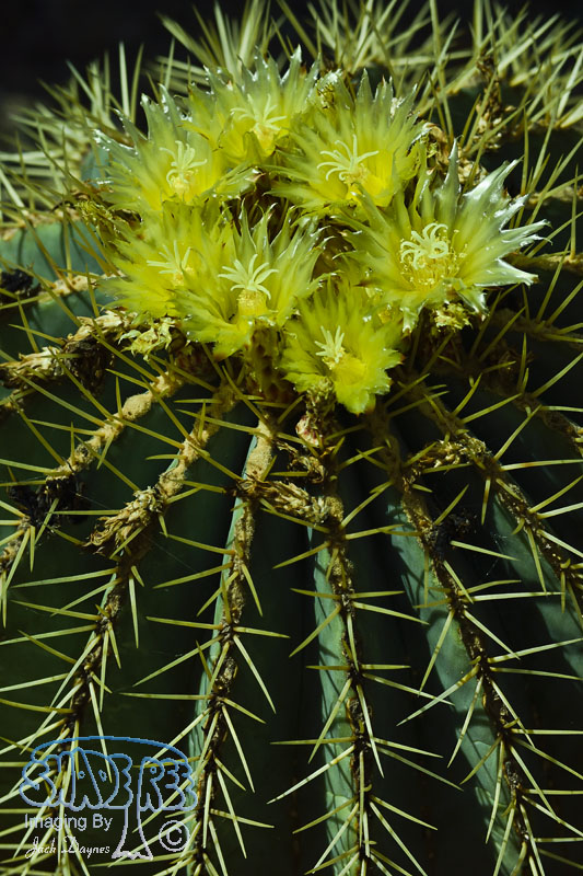 Barrel Cactus Flower - Unknown
