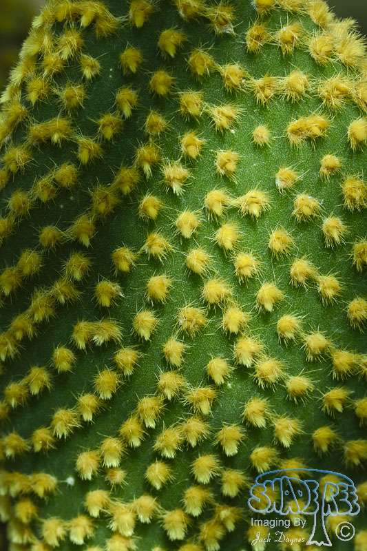 Cactus Leaf - Unknown