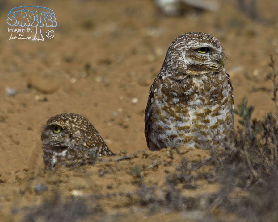 Burrowing Owl - Athene cunicularia