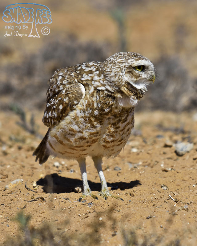 Burrowing Owl - Athene cunicularia
