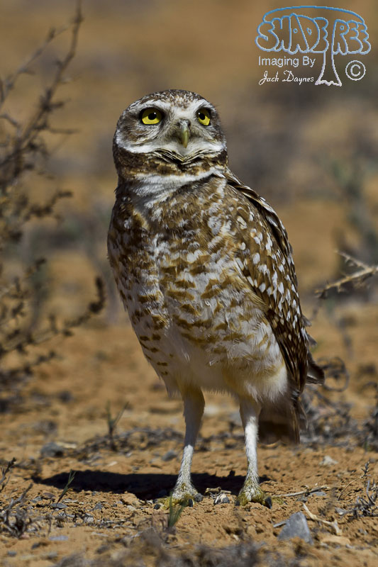 Burrowing Owl - Athene cunicularia