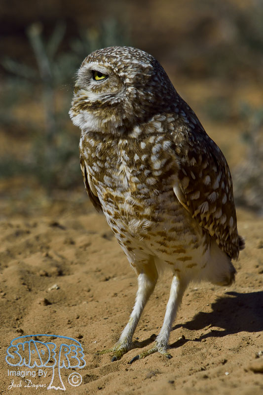 Burrowing Owl - Athene cunicularia