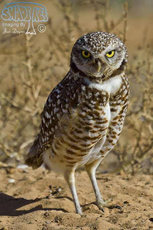 Burrowing Owl - Athene cunicularia