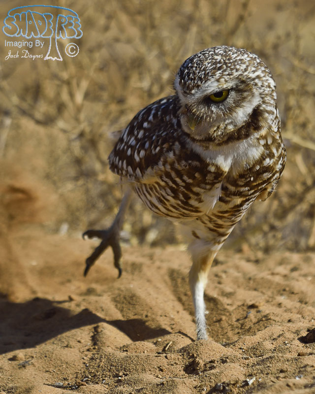 Burrowing Owl - Athene cunicularia