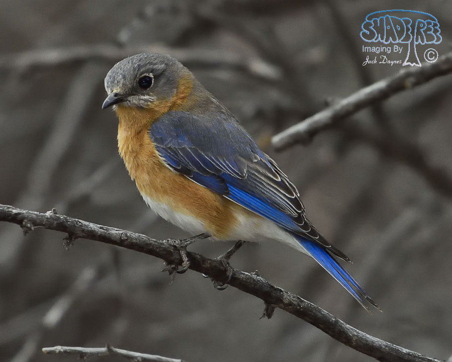 Eastern Bluebird - Sialia sialis