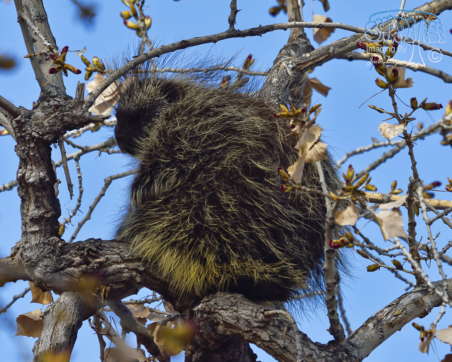 North American Porcupine - Erethizon dorsatum
