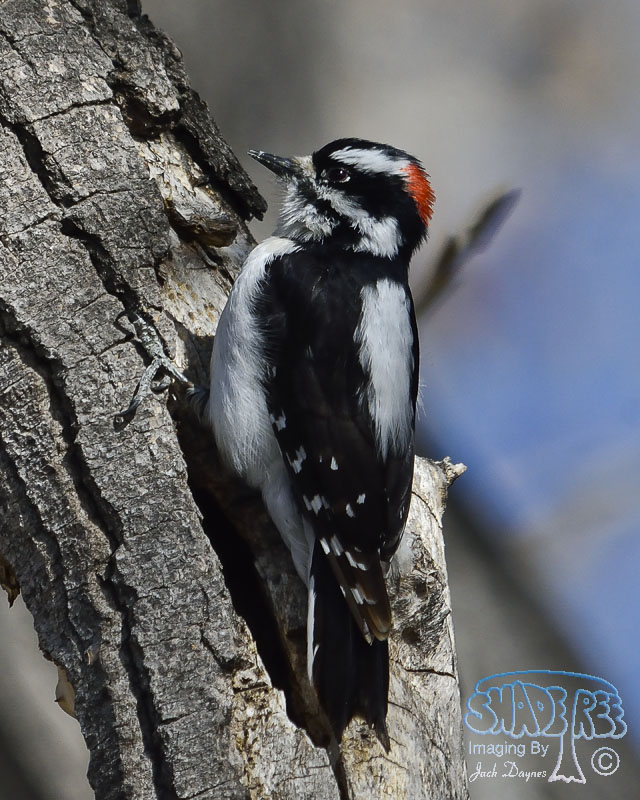 Downy Woodpecker - Dryobates pubescens