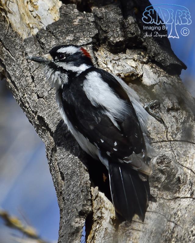 Downy Woodpecker - Dryobates pubescens