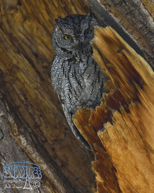 Western Screech-Owl - Megascops kennicottii