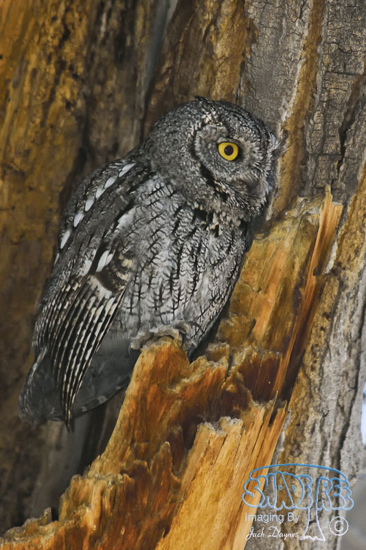 Western Screech-Owl - Megascops kennicottii